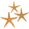 Floristik24 Tengeri csillag szórvány dekoráció otthoni deco mini tengeri csillag természet 2-4cm 50db
