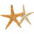 Floristik24 Tengeri csillag szórvány dekoráció otthoni deco mini tengeri csillag természet 2-4cm 50db