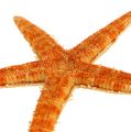 Floristik24 Starfish Mix 8cm - 10cm 50p