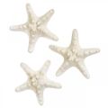 Floristik24 Tengeri csillag dekoráció fehér, szárított tengeri csillag kézműves célra 7-11cm 15db