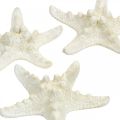 Floristik24 Tengeri csillag dekoráció fehér, szárított tengeri csillag kézműves célra 7-11cm 15db
