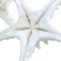 Tengeri csillag deco nagy szárított fehér gombos tengeri csillag 15-18cm 10db