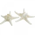 Deco tengeri csillag nagy szárított fehér gombos tengeri csillag 19-26cm 5db