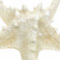 Deco tengeri csillag nagy szárított fehér gombos tengeri csillag 19-26cm 5db