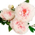 Floristik24 Selyemvirágos bazsarózsa mesterséges világos rózsaszín, fehér 135cm