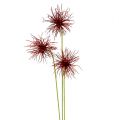 Floristik24 Selyem virágok Xanthium Bordeaux 64cm 4db