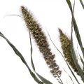 Szárított virágok Setaria antracit természetes sörtéjű köles csokor 100g | Floristik24.hu