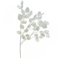 Floristik24 Dekoratív ág ezüstlevél fehér Lunaria ág műág 70cm