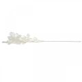Floristik24 Dekoratív ág ezüstlevél fehér Lunaria ág műág 70cm