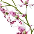 Floristik24 Pók orchideák Brassia Pink-White 108cm 3db