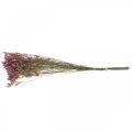 Floristik24 Statice, tengeri levendula, szárított virág, vadvirágcsokor rózsaszín L52cm 23g