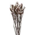 Floristik24 Strand Lila Fehér Limonium Szárított Virágok 60cm 35g