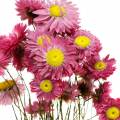 Floristik24 Szalmavirág csokorban Rózsaszín szárított virágok 25g