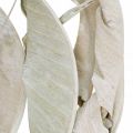 Floristik24 Strelitzia levelek mosott fehér szárított 45-80cm 10p