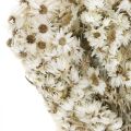 Floristik24 Szalmavirágok Szárított virágcsokor Fehér Kicsi 15g