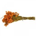 Floristik24 Szalmavirágok Szárított virágok Narancssárga Kicsi 15g