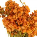 Floristik24 Szalmavirágok Szárított virágok Narancssárga Kicsi 15g