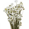 Floristik24 Acroclinium White, száraz növények, Helichrysum, száraz virágok L20-40cm 25g