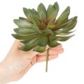 Mesterséges pozsgás dísznövényként, zöld, 18 cm, 3 darab | Floristik24.hu