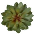 Mesterséges pozsgás dísznövényként, zöld, 18 cm, 3 darab | Floristik24.hu