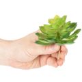 Mesterséges pozsgás növény, zöld, dekorációnak tálban vagy vázában, 10 cm, 4 darab | Floristik24.hu