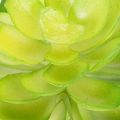 Mesterséges pozsgás növény, zöld, dekorációnak tálban vagy vázában, 10 cm, 4 darab | Floristik24.hu