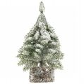 Floristik24 Havas karácsonyfa, karácsonyi dekoráció, dekoratív fenyő 14cm