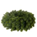 Műfenyőág koszorú, zöld, kerek, 50cm | Floristik24.hu