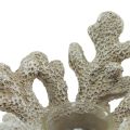Floristik24 Gyertyatartó korall dekoráció tengeri szürke Ø12cm H8cm