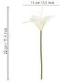 Műfehér tigrisliliom vázákba és kompozíciókba, 29 cm-es csokor, 6 db-os | Floristik24.hu