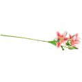 Floristik24 Tigris liliom rózsaszín, fehér 60cm
