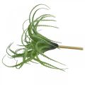 Floristik24 Aloe műzöld műnövény ragadható zöld növény 38Øcm
