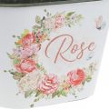 Floristik24 Ültető, dekoratív cserepes rózsák, virágtál 19cm H12,5cm