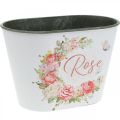 Floristik24 Ültető, dekoratív cserepes rózsák, virágtál 19cm H12,5cm