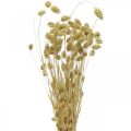 Floristik24 Szárított virág Phalaris, dekoratív fűfürt, száraz florisztika, boho természet, fehérített L55cm 100g