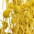 Floristik24 Szárított virágok Yellow Dry Thistle Eperbogáncs 100g