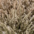 Szárított virágos tengerparti levendula csokor Statice nature 1kg | Floristik24.hu