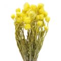 Floristik24 Szárított virágok kalap virágok sárga szalma virágok H42cm