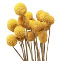 Floristik24 Szárított virágok Craspedia szárított, alsócomb sárga 50cm 20db
