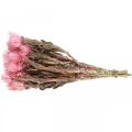 Floristik24 Szárított virágok Kalap virágok Rózsaszín szalma virágok Száraz virágok H30cm