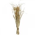 Floristik24 Szárított fű és gabonafélék natúr, szárított csokorban 48cm