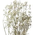 Floristik24 Szárított virágok Gypsophila Gypsophila White 58cm 7g