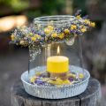 Floristik24 Szárított virágok Yellow Dry Thistle Eperbogáncs 100g