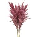 Floristik24 Szárított nádfű, szárított díszfű, antik rózsa, 75 cm, 10 darab
