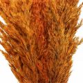 Floristik24 Szárított fű, sás, szárított, deko fű, narancs, 70 cm, 10 db