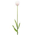 Floristik24 Tulipán fehér-rózsaszín 86cm 3db