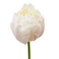 Floristik24 Tulipán fehér-rózsaszín 86cm 3db