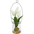 Floristik24 Tulipán fehér üvegben H21cm 1db