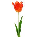 Floristik24 Tulipán narancs 70cm