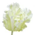 Floristik24 Mesterséges fehér tulipán 70cm